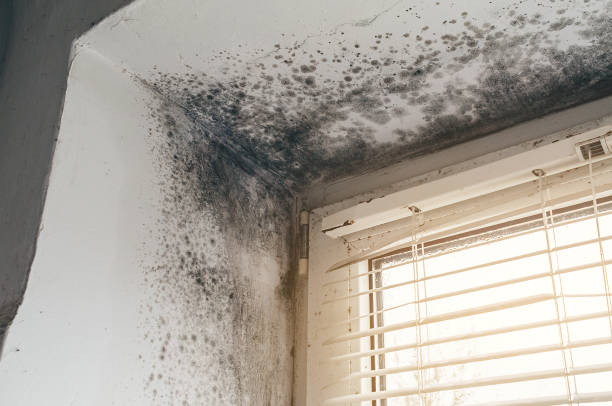 Affordable Hvac And Air Duct Mold Remediation solutions in Bushwood, MD